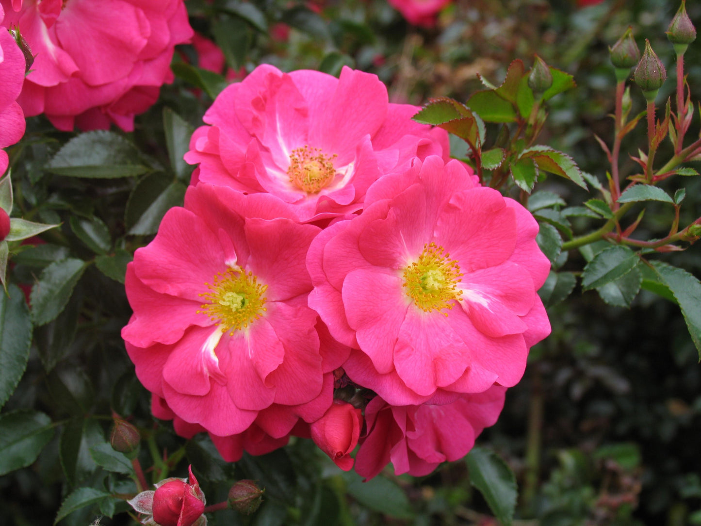 Rosa Landscape Flower Carpet Pink Supreme - View 5 from www redcrocus com