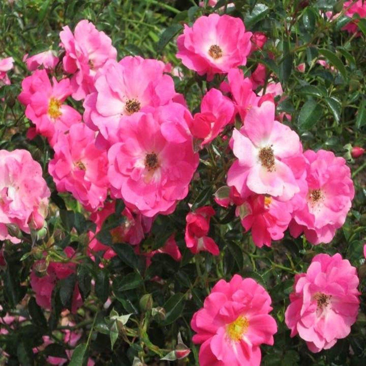 Rosa Landscape Flower Carpet Pink Supreme - View 6 from www redcrocus com