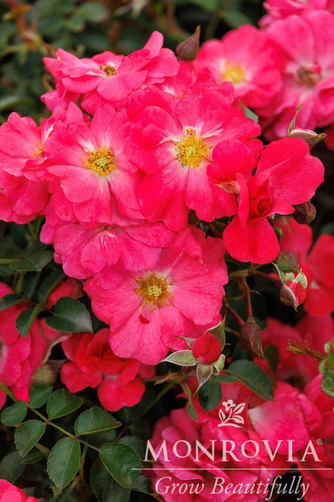 Rosa Landscape Flower Carpet Pink Supreme - View 9 from www redcrocus com