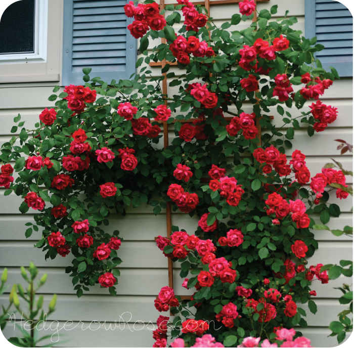 Rosa Climbing Blaze - View 3 from www redcrocus com