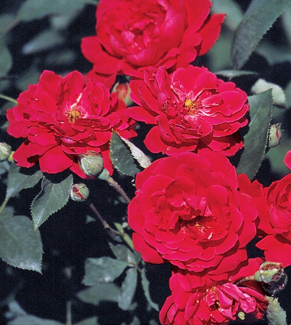 Rosa Climbing Blaze - View 7 from www redcrocus com