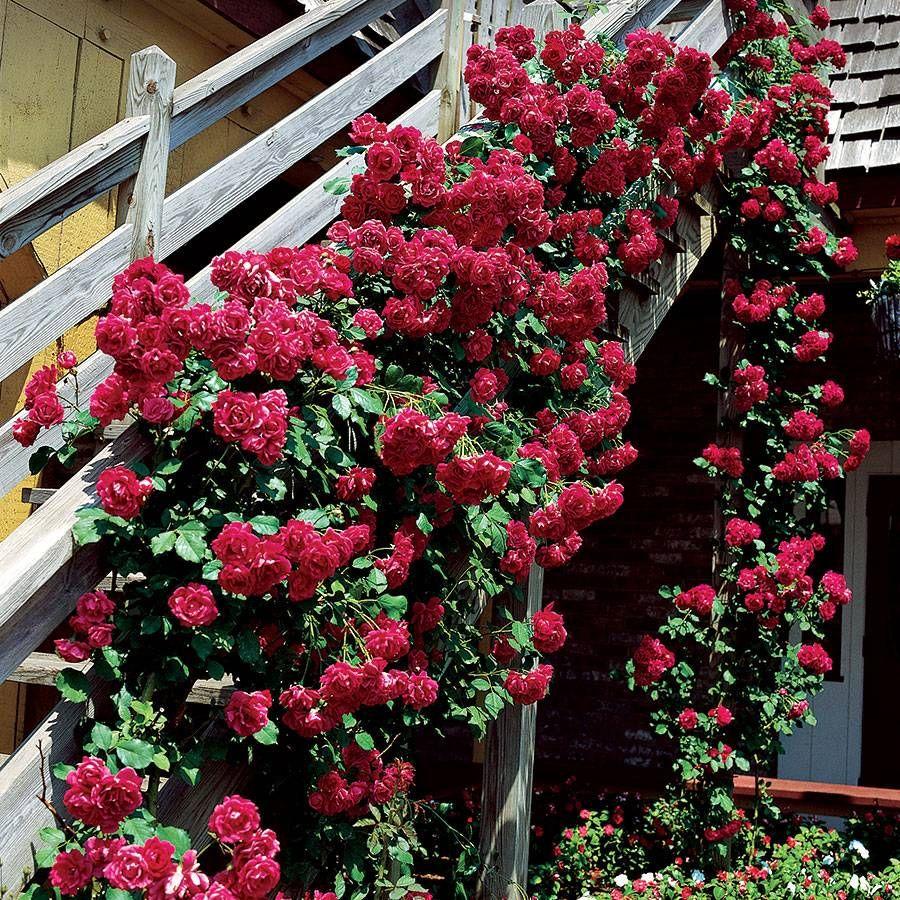 Rosa Climbing Blaze - View 9 from www redcrocus com
