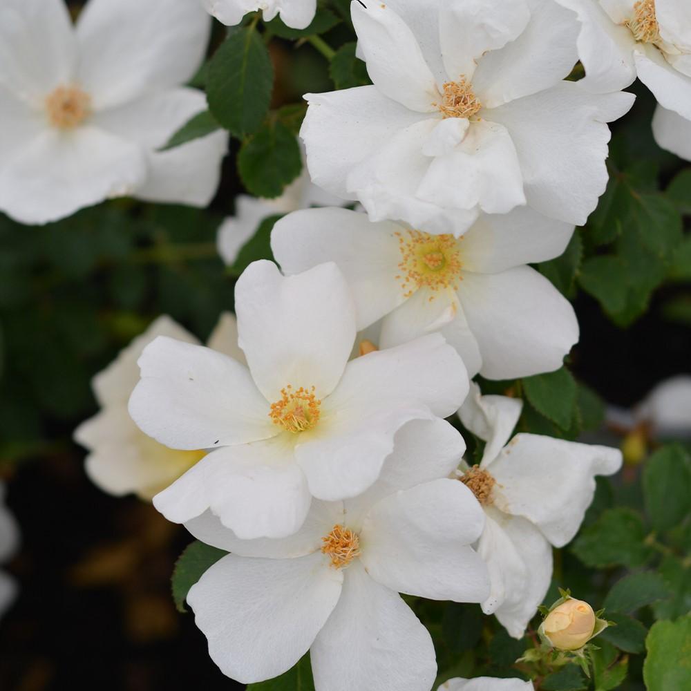Rosa Landscape White Knock Out - View 10 from www redcrocus com