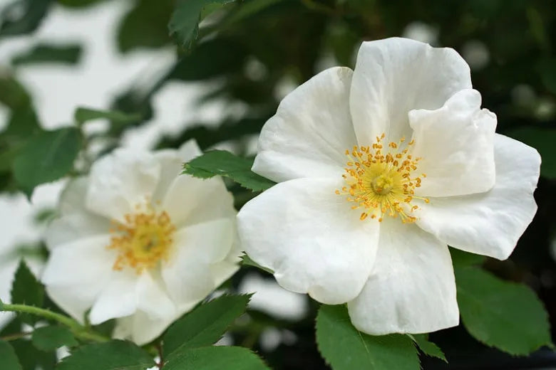 Rosa Landscape White Knock Out - View 12 from www redcrocus com