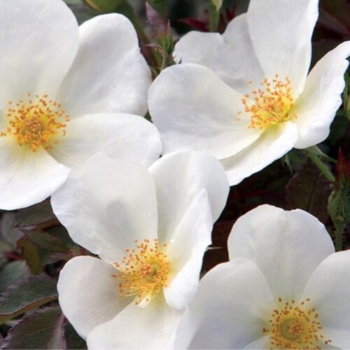 Rosa Landscape White Knock Out - View 15 from www redcrocus com