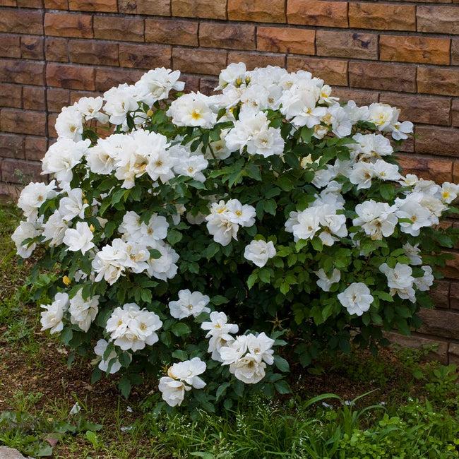 Rosa Landscape White Knock Out - View 1 from www redcrocus com