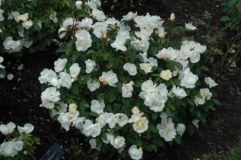 Rosa Landscape White Knock Out - View 3 from www redcrocus com