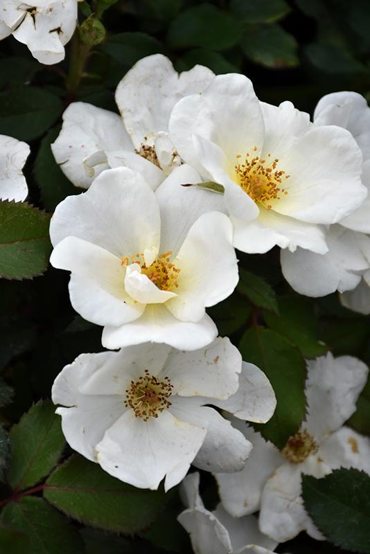 Rosa Landscape White Knock Out - View 5 from www redcrocus com