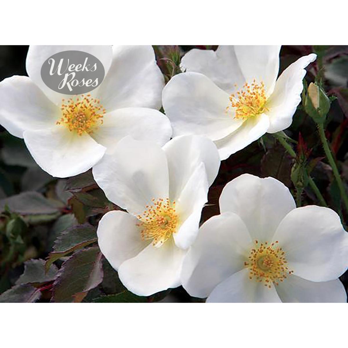 Rosa Landscape White Knock Out - View 6 from www redcrocus com