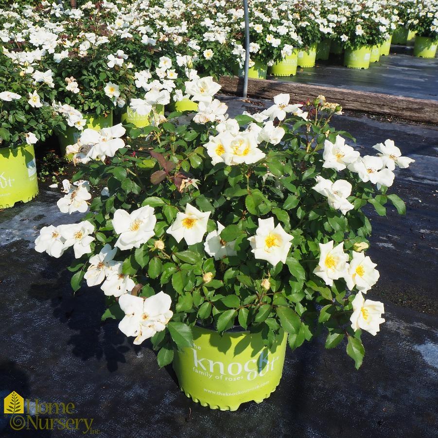 Rosa Landscape White Knock Out - View 7 from www redcrocus com