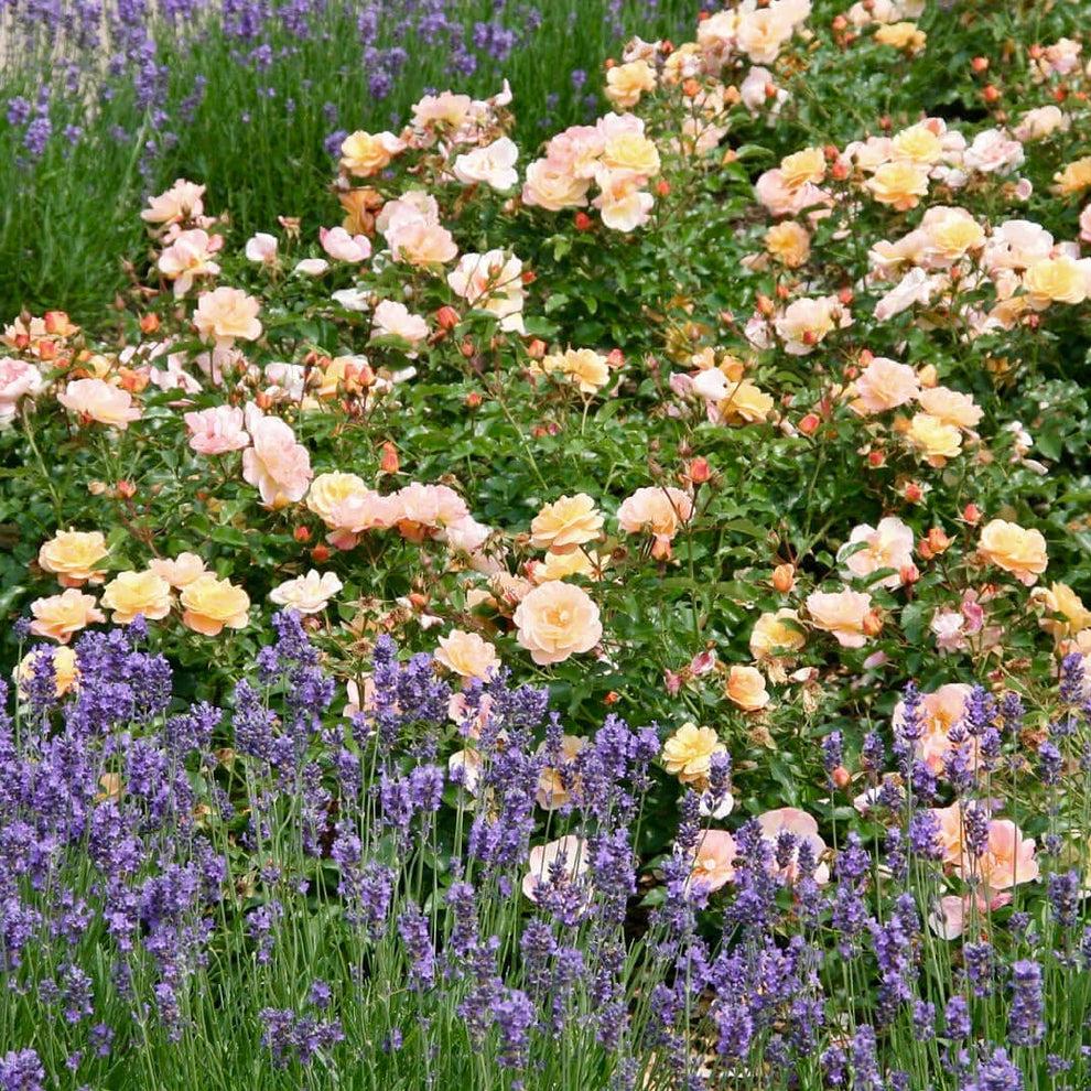 Rosa Landscape Flower Carpet Amber - View 11 from www redcrocus com