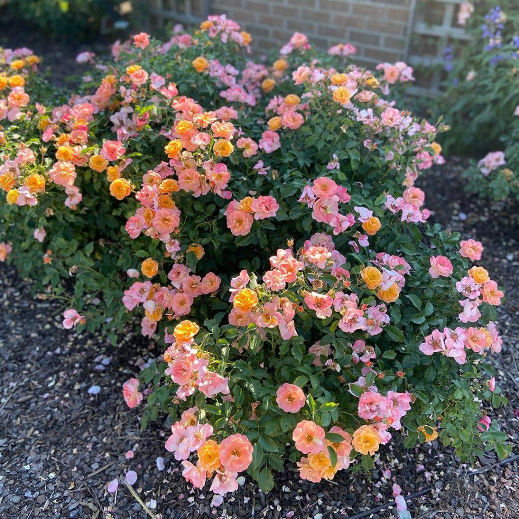 Rosa Landscape Flower Carpet Amber - View 12 from www redcrocus com