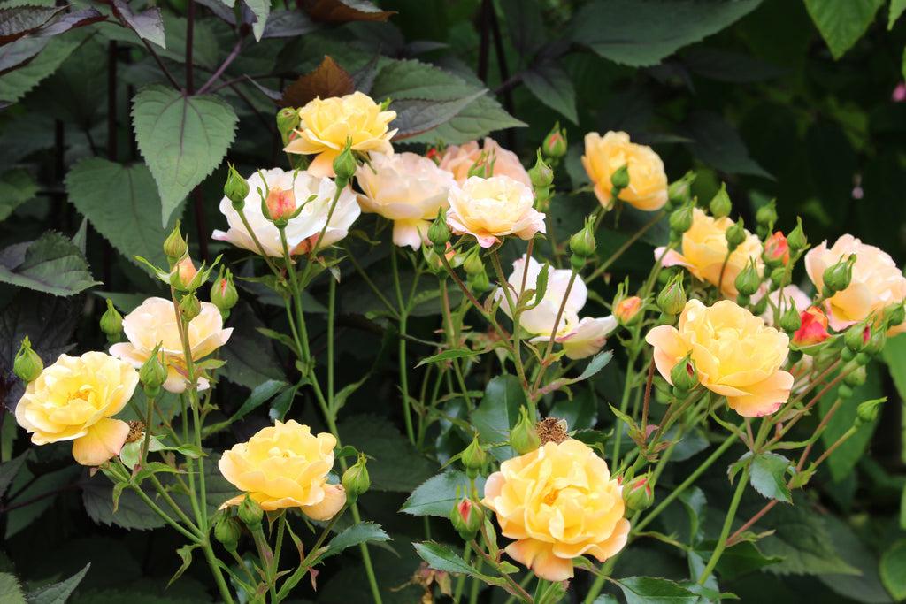 Rosa Landscape Flower Carpet Amber - View 13 from www redcrocus com