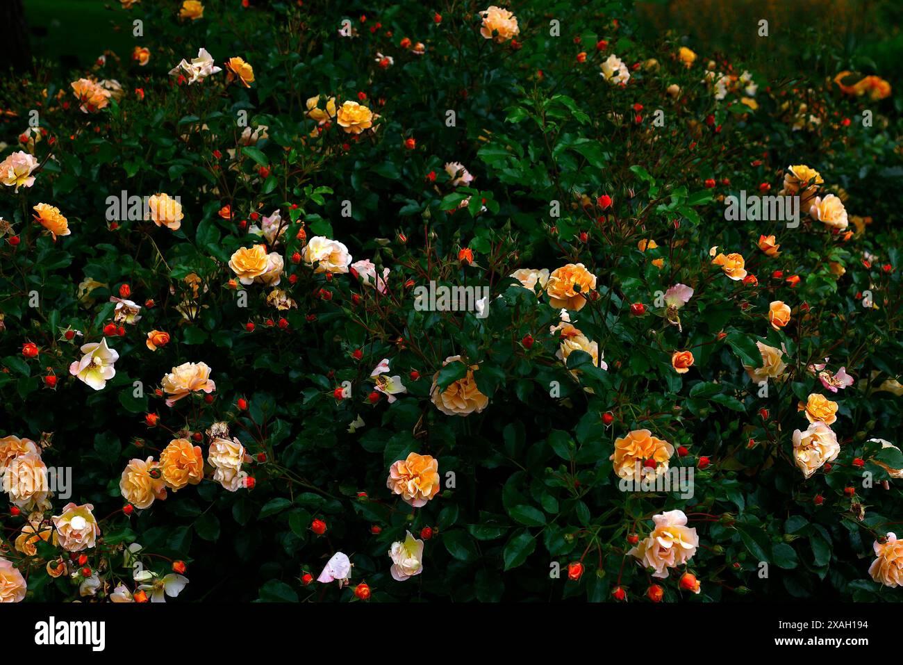 Rosa Landscape Flower Carpet Amber - View 15 from www redcrocus com