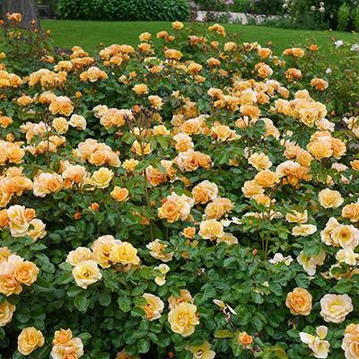 Rosa Landscape Flower Carpet Amber - View 17 from www redcrocus com