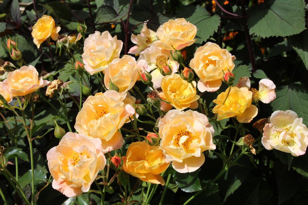 Rosa Landscape Flower Carpet Amber - View 3 from www redcrocus com