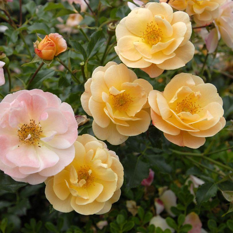 Rosa Landscape Flower Carpet Amber - View 5 from www redcrocus com