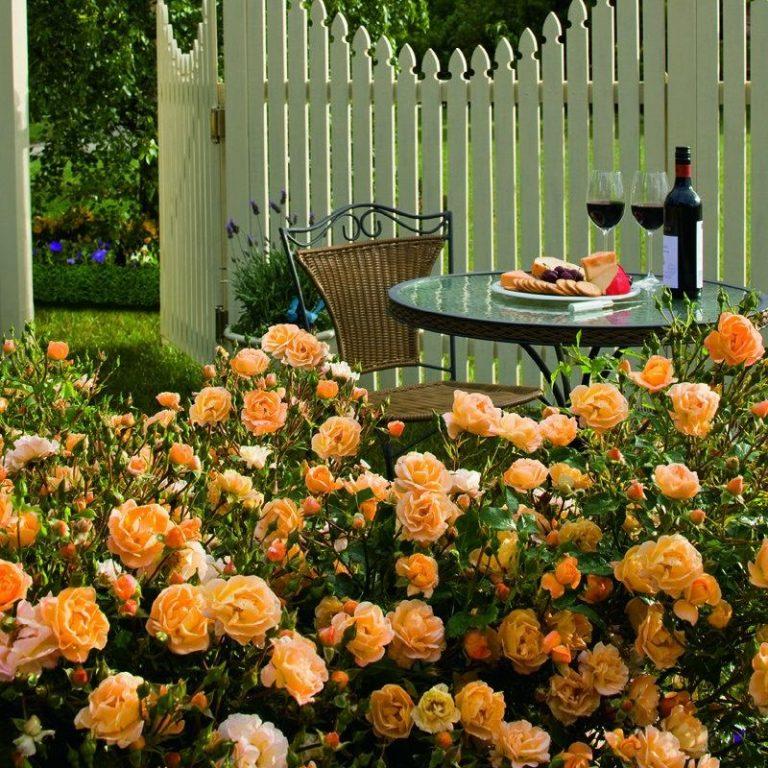 Rosa Landscape Flower Carpet Amber - View 6 from www redcrocus com