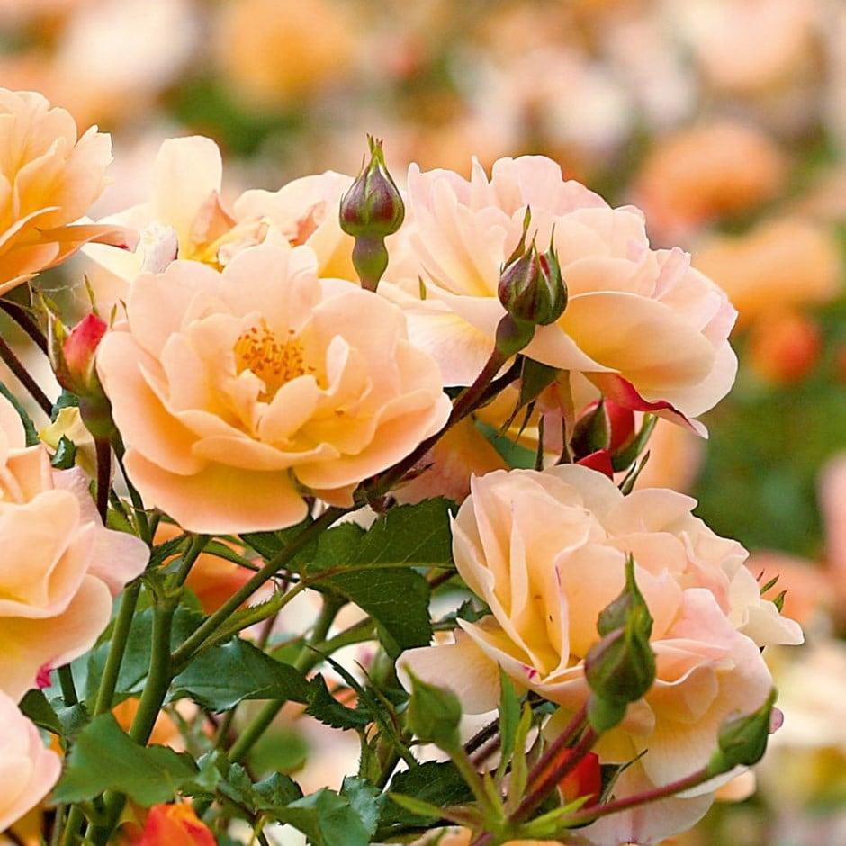 Rosa Landscape Flower Carpet Amber - View 7 from www redcrocus com