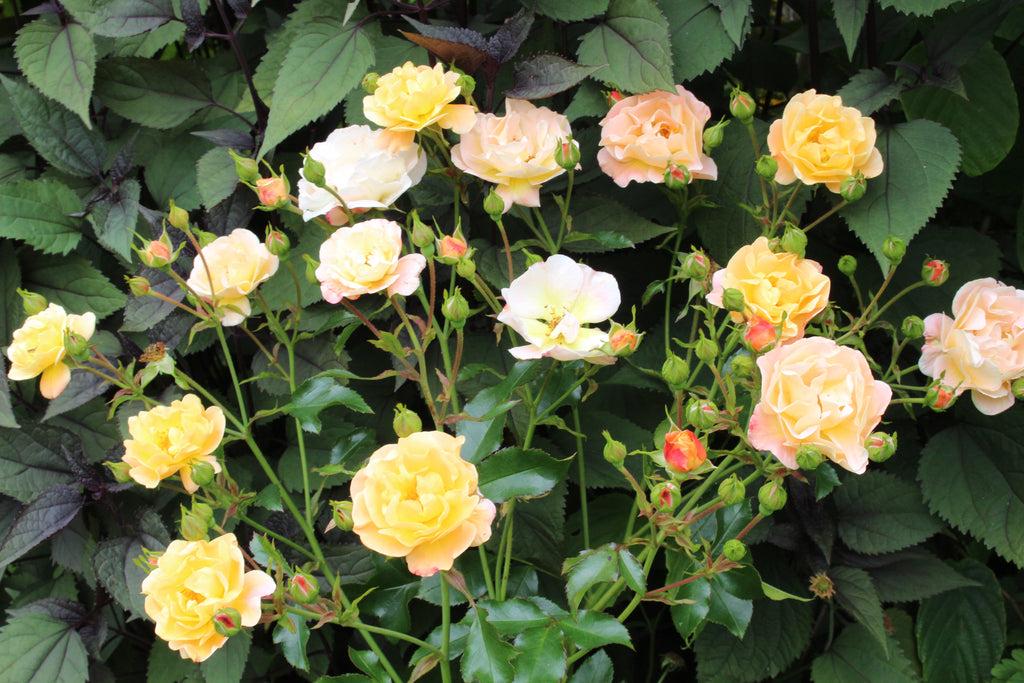 Rosa Landscape Flower Carpet Amber - View 8 from www redcrocus com