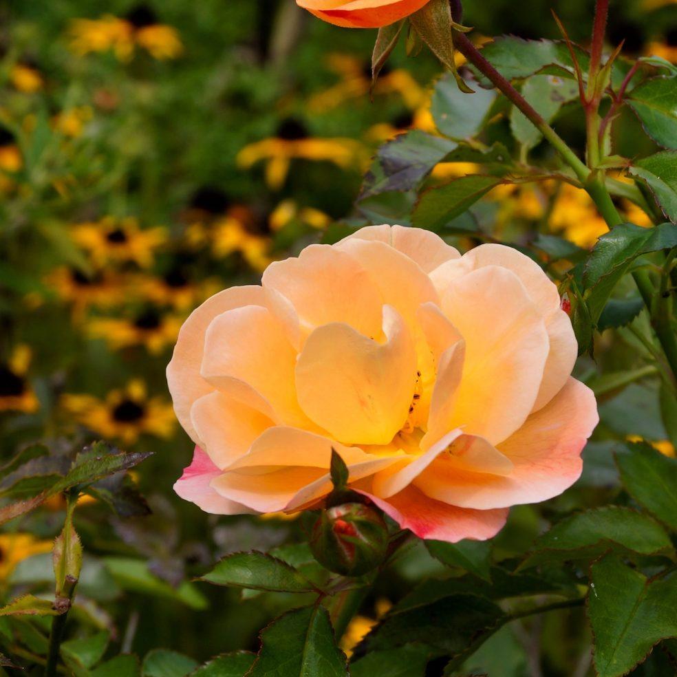 Rosa Landscape Flower Carpet Amber - View 9 from www redcrocus com