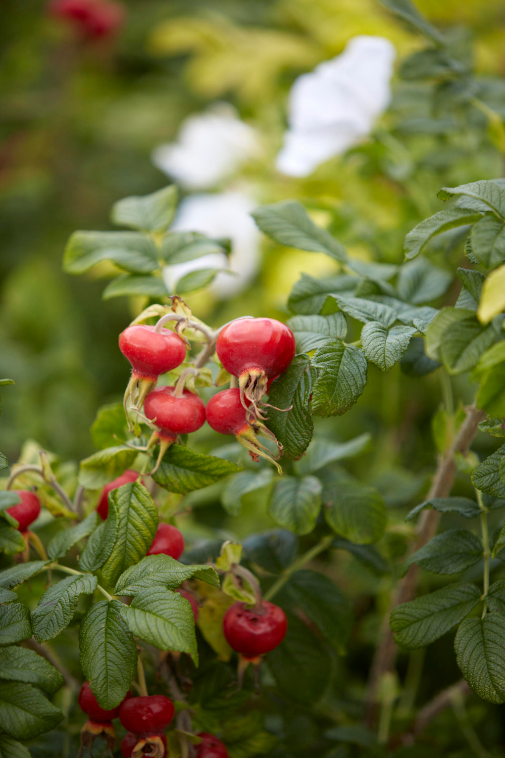Rosa, Landscape Rugosa - View 12 from www redcrocus com