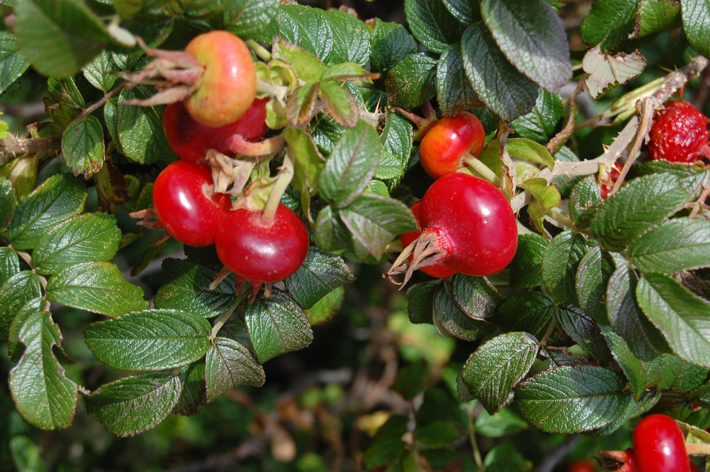 Rosa, Landscape Rugosa - View 12 from www redcrocus com