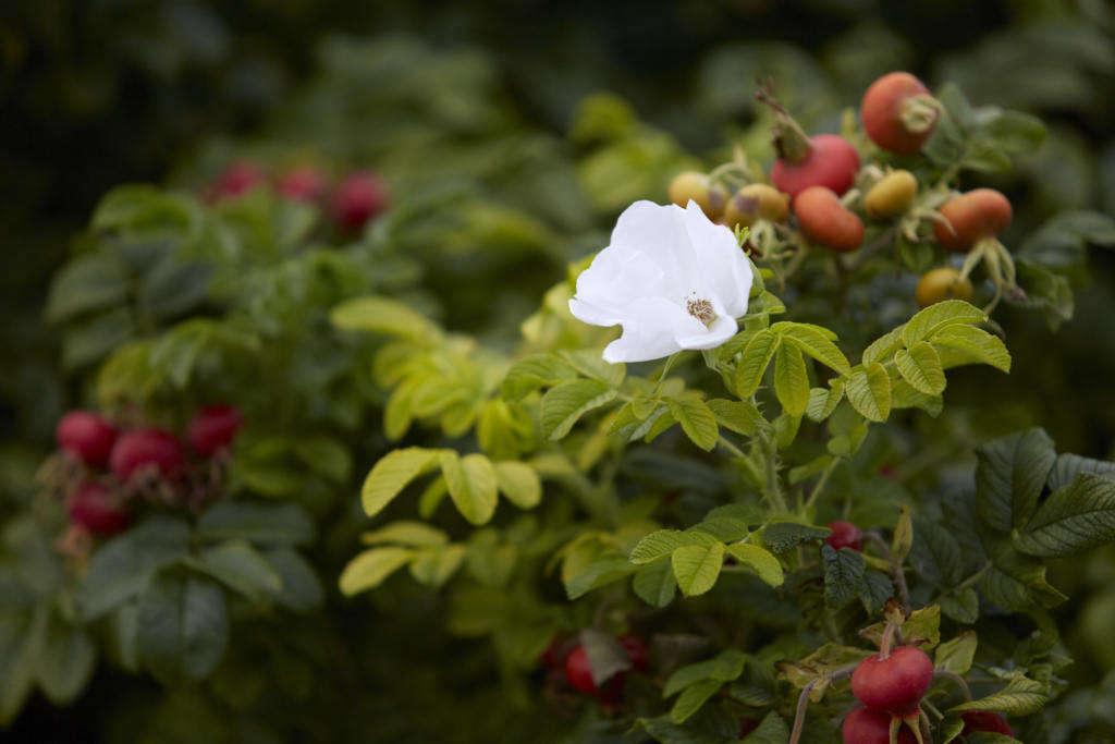 Rosa, Landscape Rugosa - View 16 from www redcrocus com
