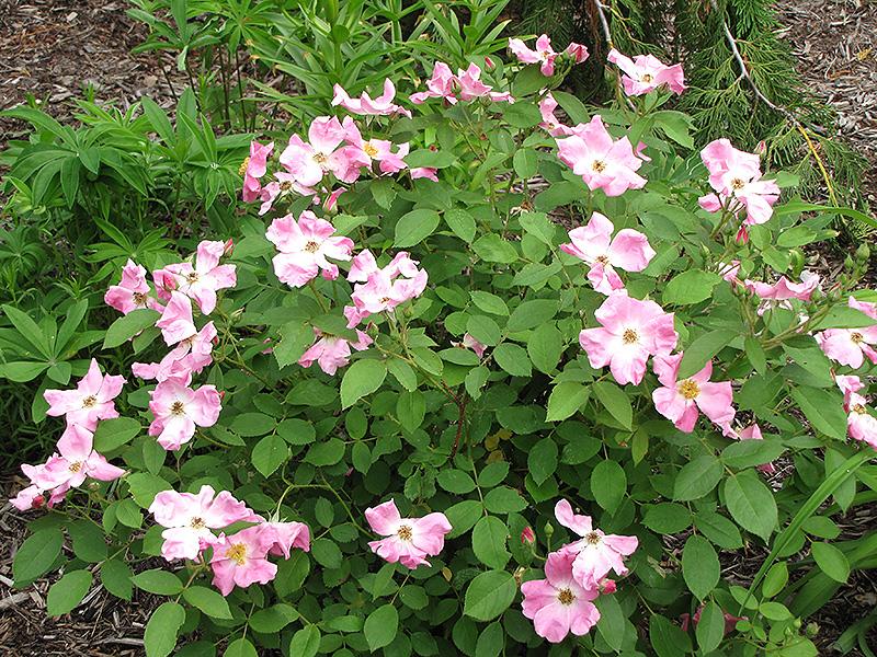 Rosa, Landscape Rugosa - View 17 from www redcrocus com