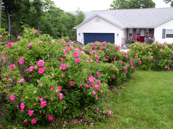 Rosa, Landscape Rugosa - View 3 from www redcrocus com