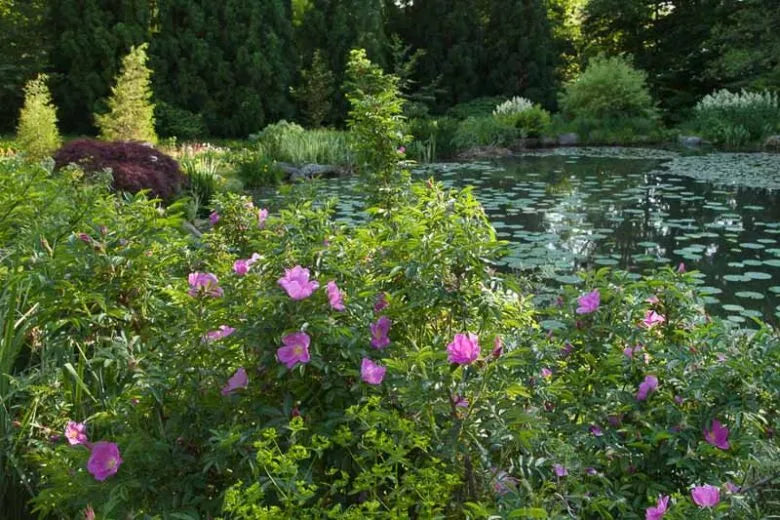 Rosa, Landscape Rugosa - View 7 from www redcrocus com