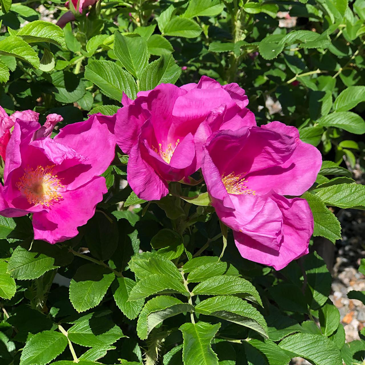 Rosa, Landscape Rugosa - View 8 from www redcrocus com