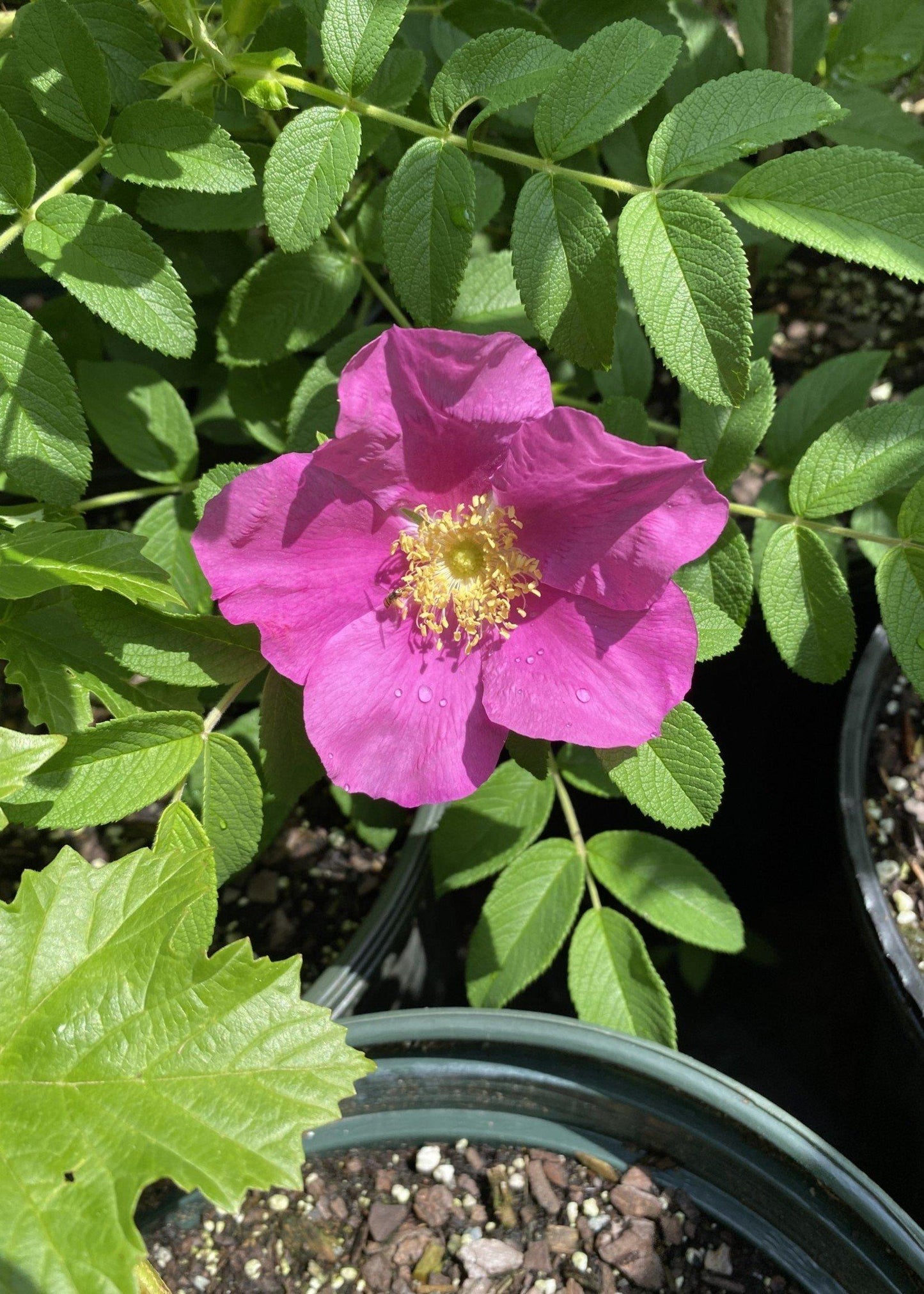 Rosa, Landscape Rugosa - View 9 from www redcrocus com