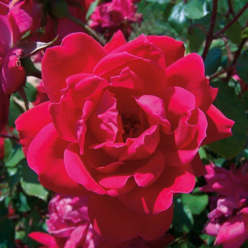 Rosa Landscape Double Red Knock Out - View 18 from www redcrocus com