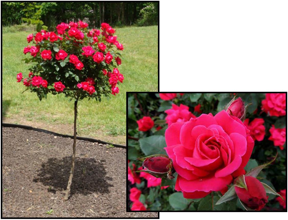 Rosa Landscape Double Red Knock Out - View 19 from www redcrocus com