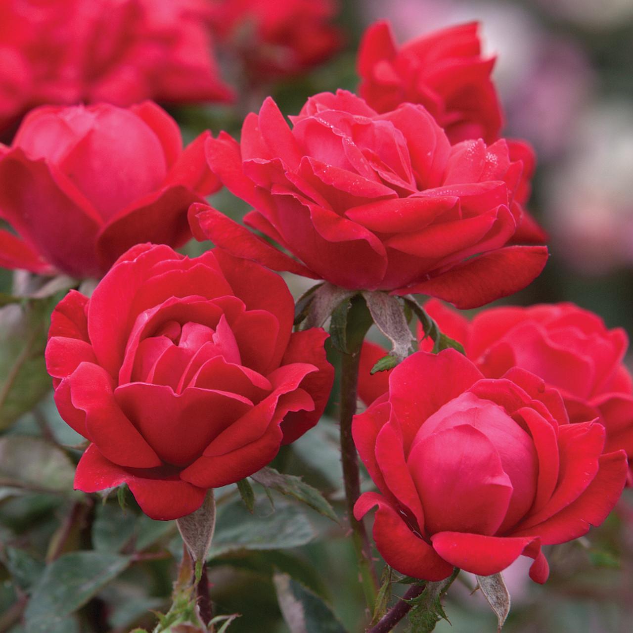 Rosa Landscape Double Red Knock Out - View 1 from www redcrocus com