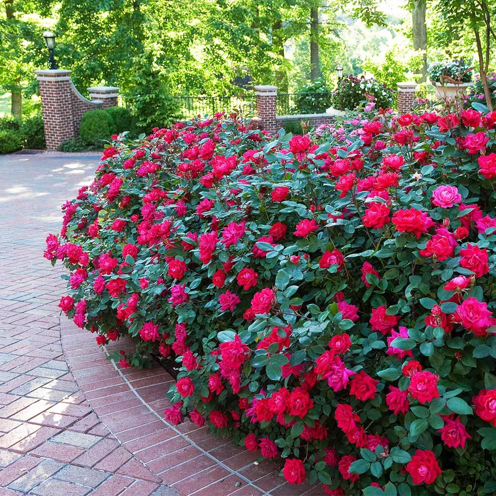 Rosa Landscape Double Red Knock Out - View 2 from www redcrocus com