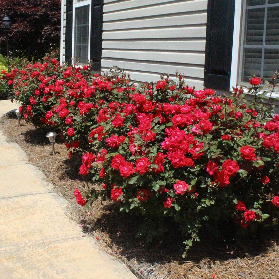 Rosa Landscape Double Red Knock Out - View 3 from www redcrocus com