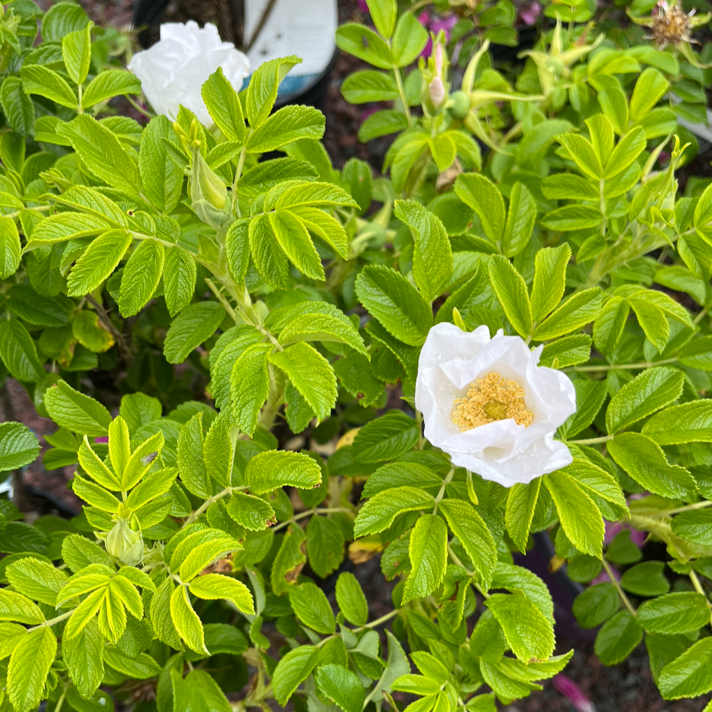 Rosa, Landscape Rugosa 'alba' - View 10 from www redcrocus com