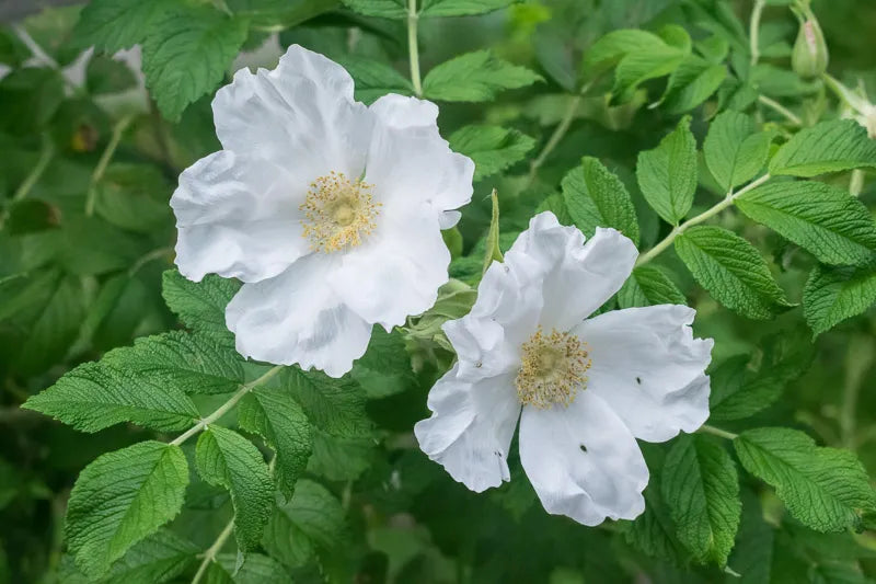 Rosa, Landscape Rugosa 'alba' - View 10 from www redcrocus com