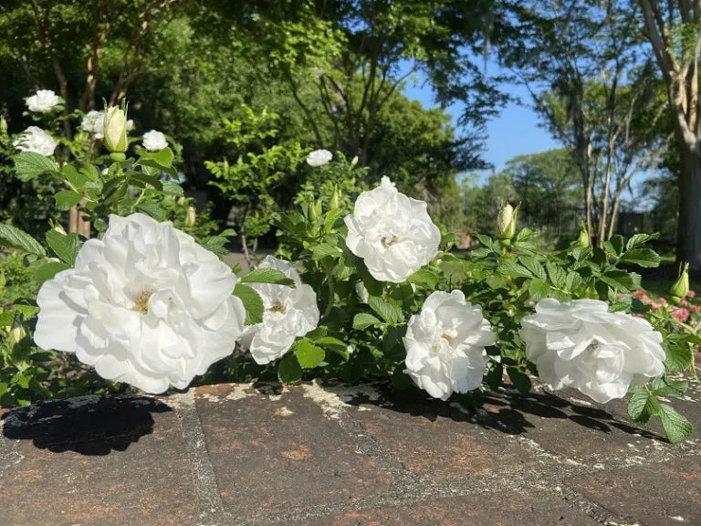 Rosa, Landscape Rugosa 'alba' - View 12 from www redcrocus com