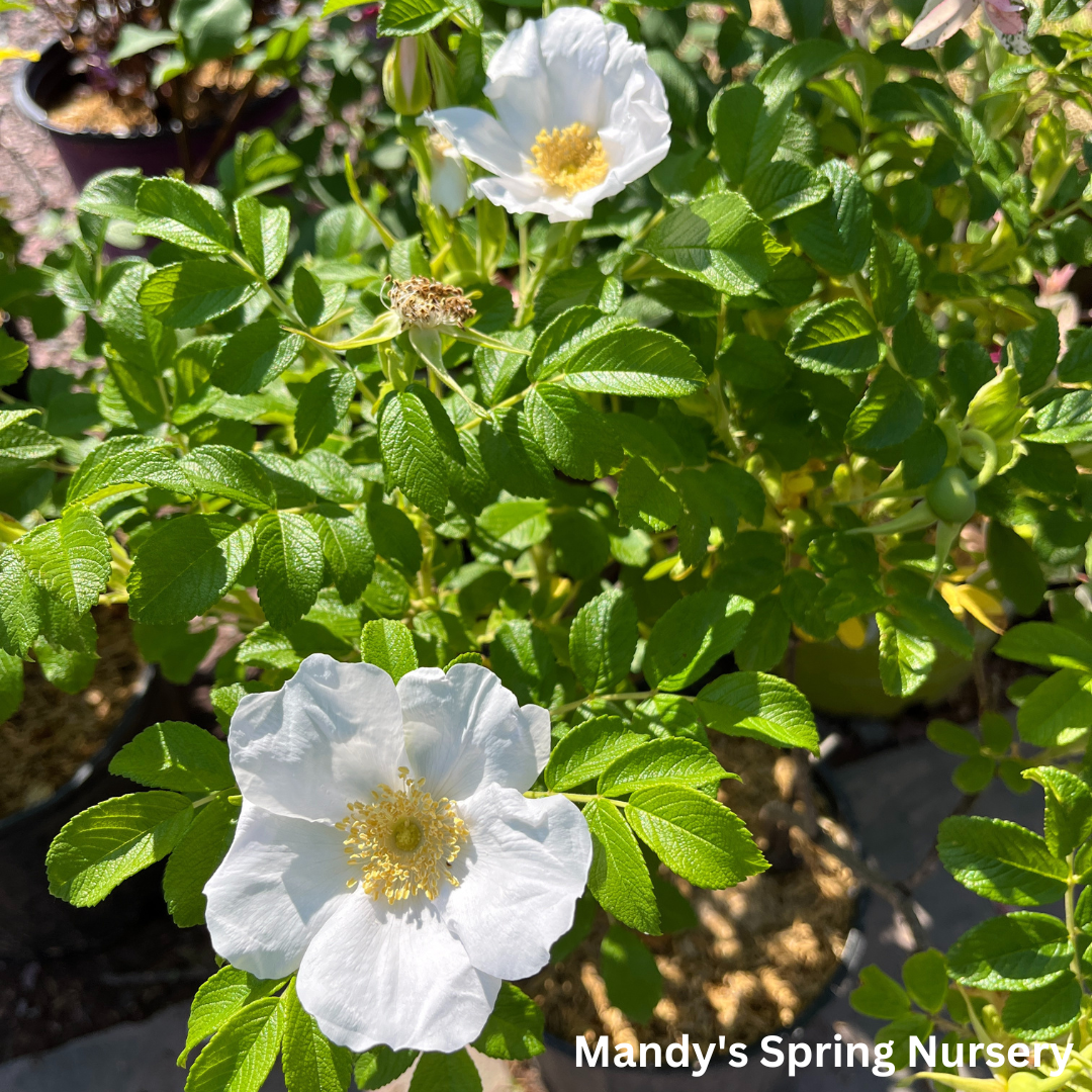 Rosa, Landscape Rugosa 'alba' - View 14 from www redcrocus com