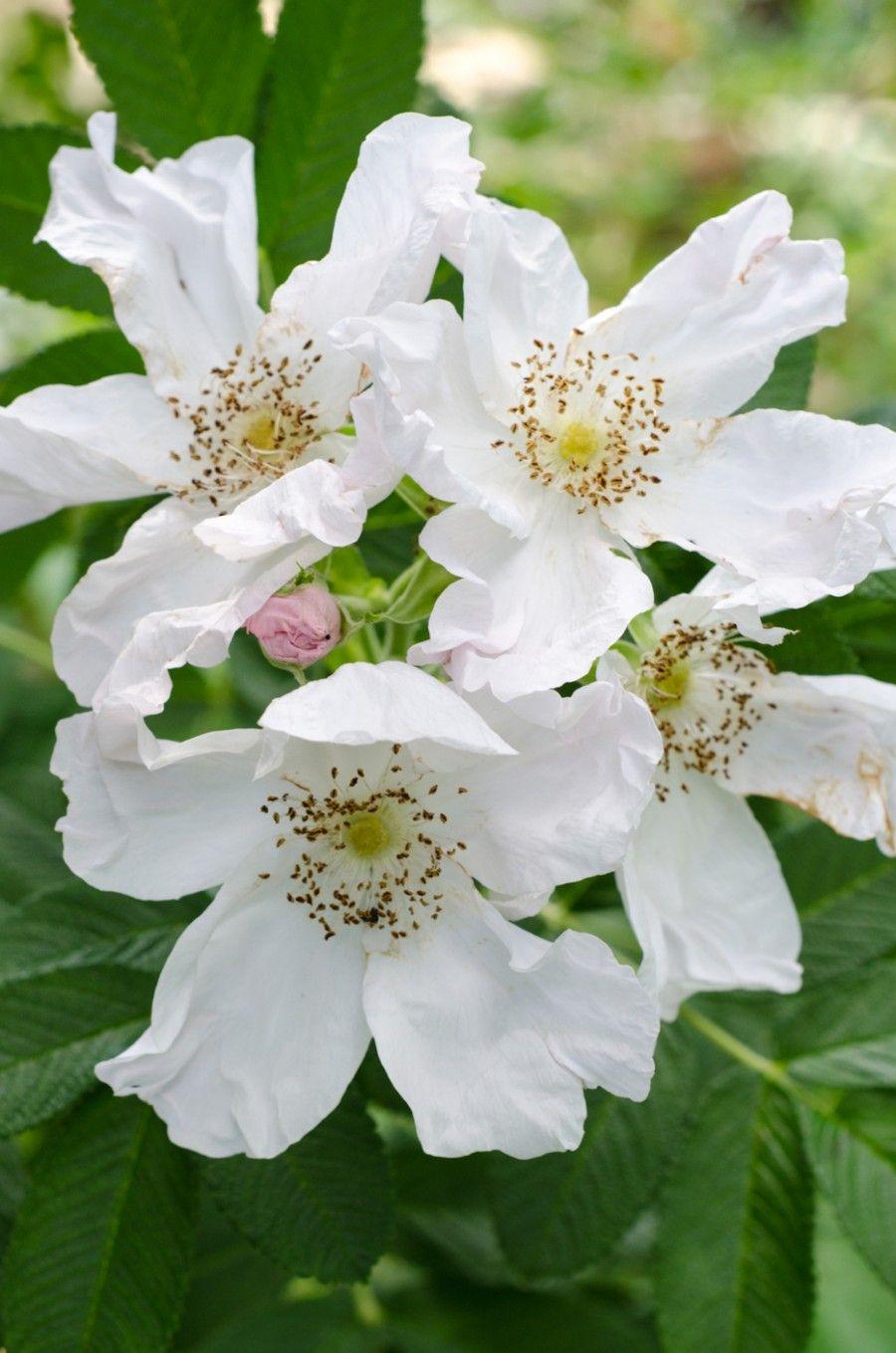 Rosa, Landscape Rugosa 'alba' - View 14 from www redcrocus com