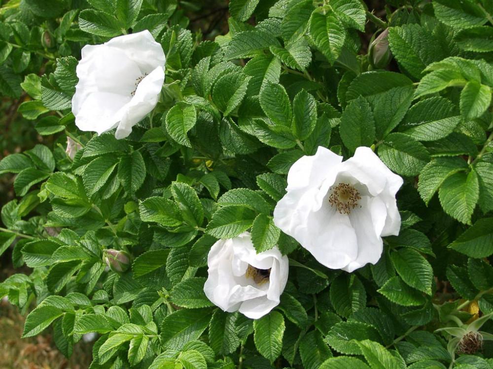 Rosa, Landscape Rugosa 'alba' - View 15 from www redcrocus com