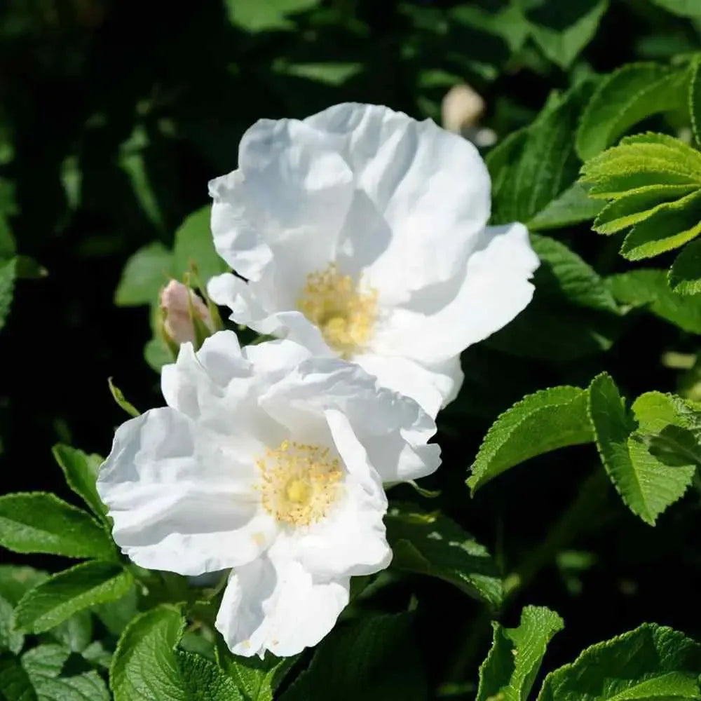 Rosa, Landscape Rugosa 'alba' - View 16 from www redcrocus com