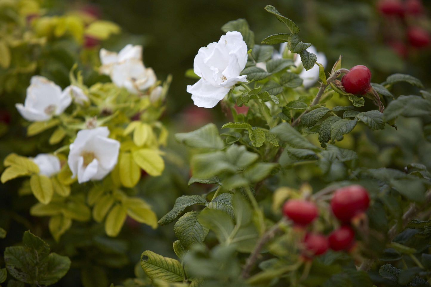 Rosa, Landscape Rugosa 'alba' - View 18 from www redcrocus com