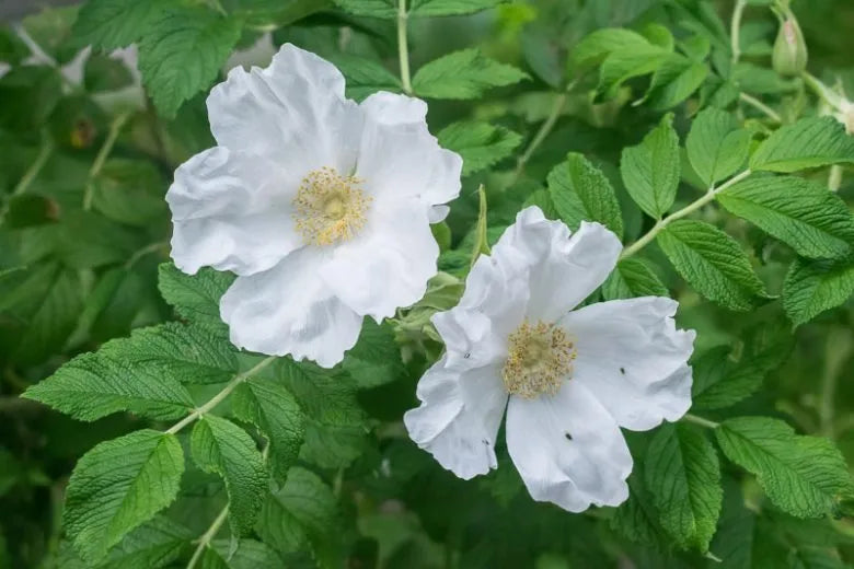 Rosa, Landscape Rugosa 'alba' - View 1 from www redcrocus com