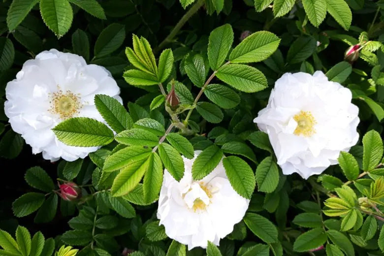 Rosa, Landscape Rugosa 'alba' - View 2 from www redcrocus com