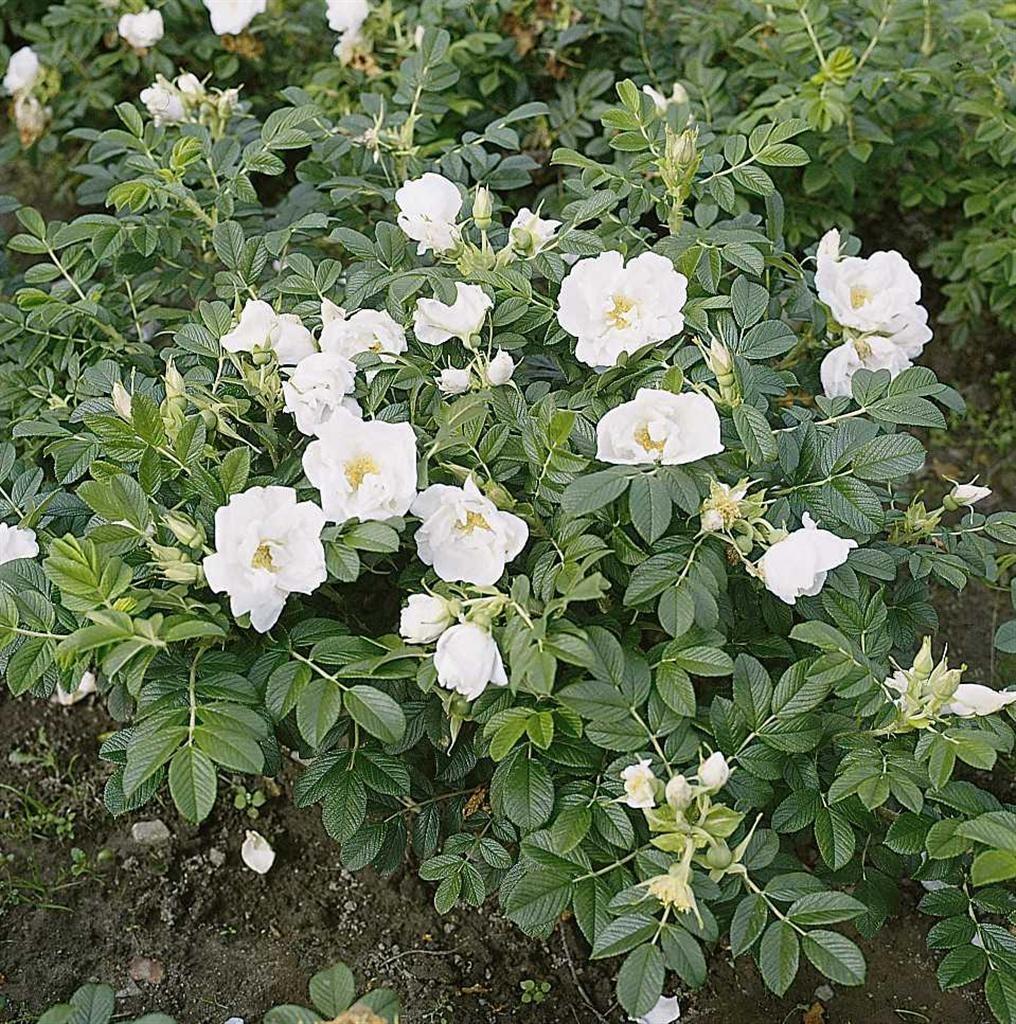 Rosa, Landscape Rugosa 'alba' - View 3 from www redcrocus com