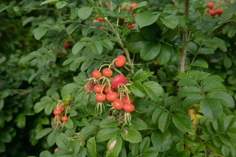 Rosa, Landscape Rugosa 'alba' - View 3 from www redcrocus com